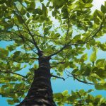 Economic Growth with PMI Indicators in Sri Lanka